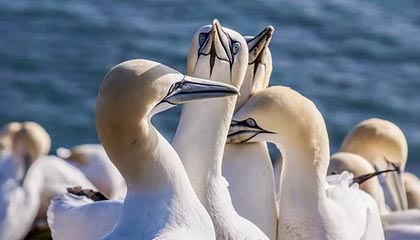 对中朝交底后，李在明支持率暴跌，一匹黑马杀出，韩国大选有新变数