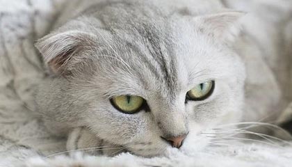 巴代表质问：以色列几乎指控全球 还能更离谱吗？