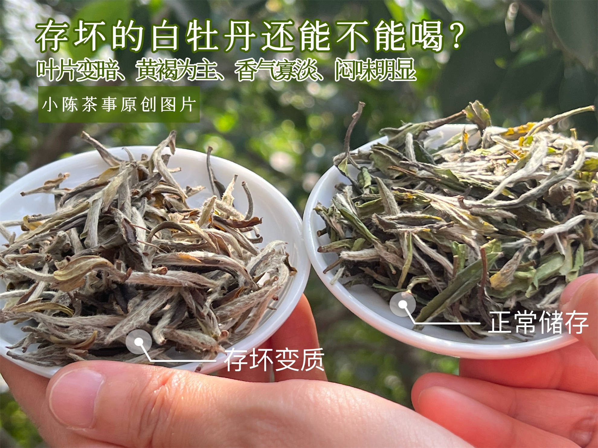 闷泡茶、异味茶、做旧茶,白茶圈公认的3大劣质茶,早知道早避坑