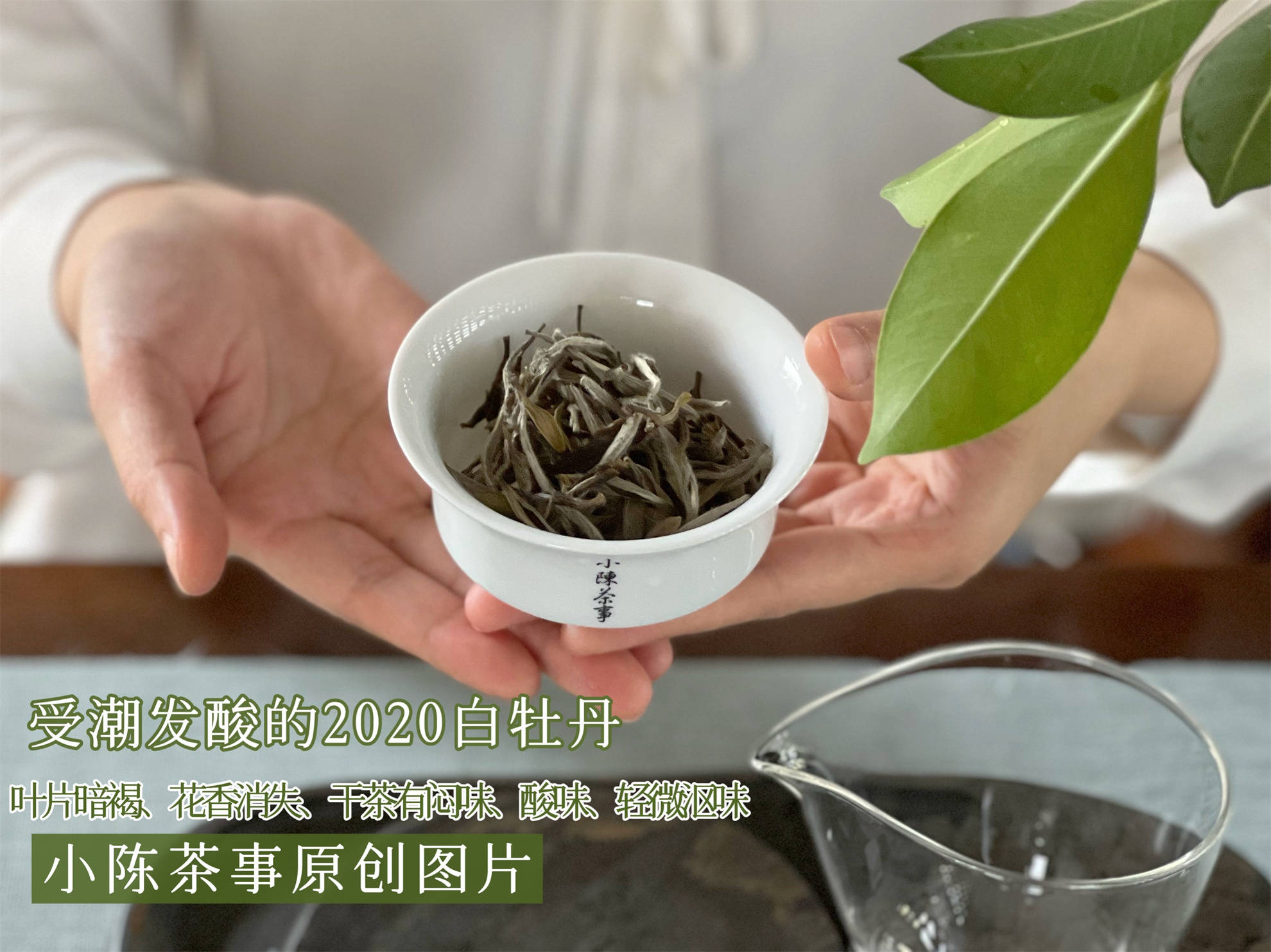 闷泡茶、异味茶、做旧茶,白茶圈公认的3大劣质茶,早知道早避坑