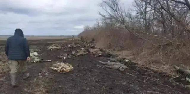 乌克兰军队又又又崩溃,俄军即将逼近扎波罗热州界?