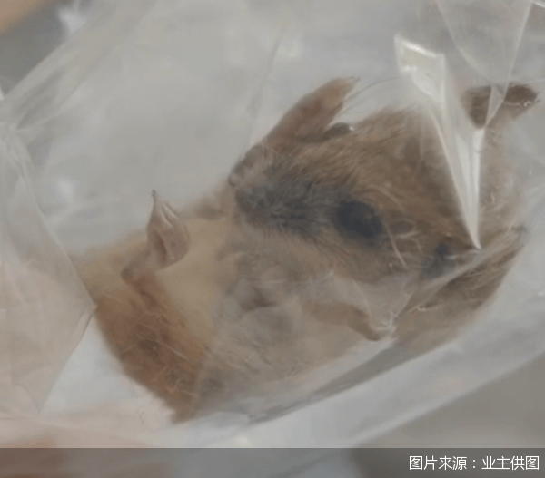 老鼠乱窜、直饮水发黄,北京业主千万元买的和锦诚园居然是这样