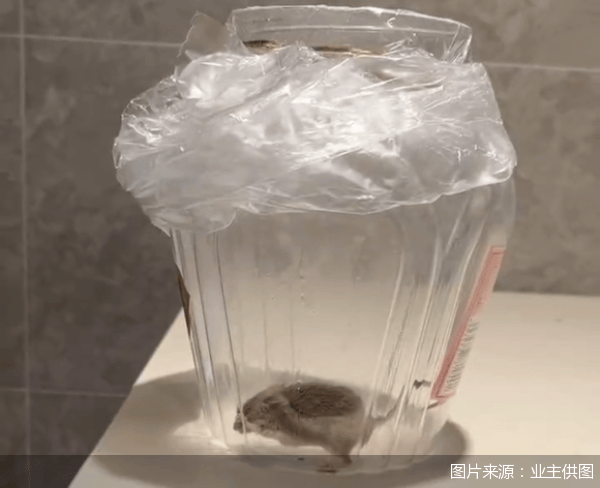 老鼠乱窜、直饮水发黄,北京业主千万元买的和锦诚园居然是这样