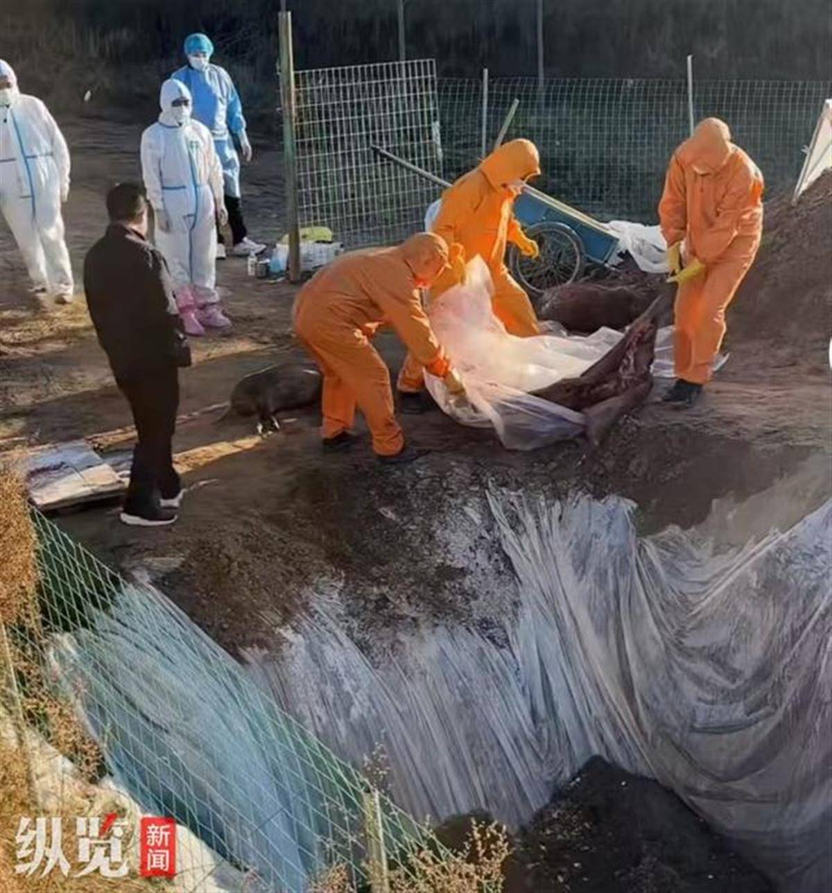 赏金猎人团已在南京捕获133头野猪,还差67头才能拿到每头二三千元补贴,他们真的很赚钱?