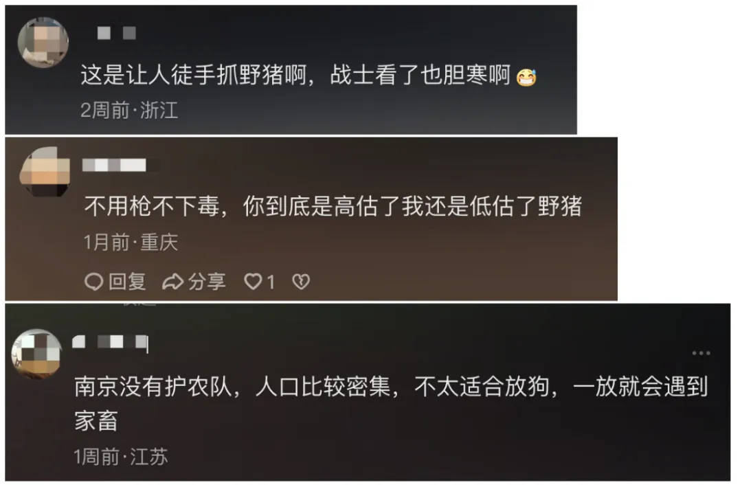 91.5万元打300头野猪,南京一企业中标后弃标,知情人:人手不够