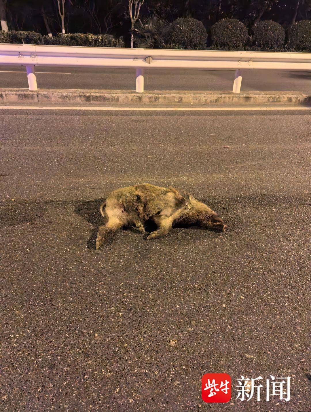 南京一市民晚上开车撞到野猪,而且撞了两头!