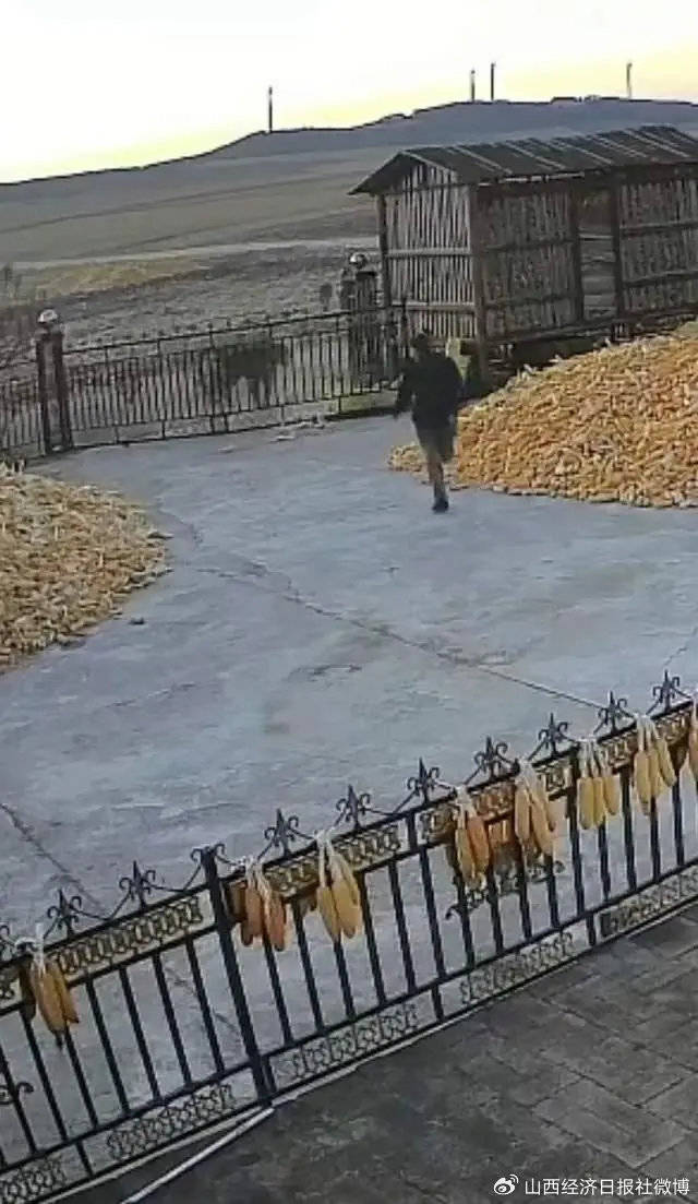 突发!老虎进村咬伤村民!家属:有两只!最新消息→