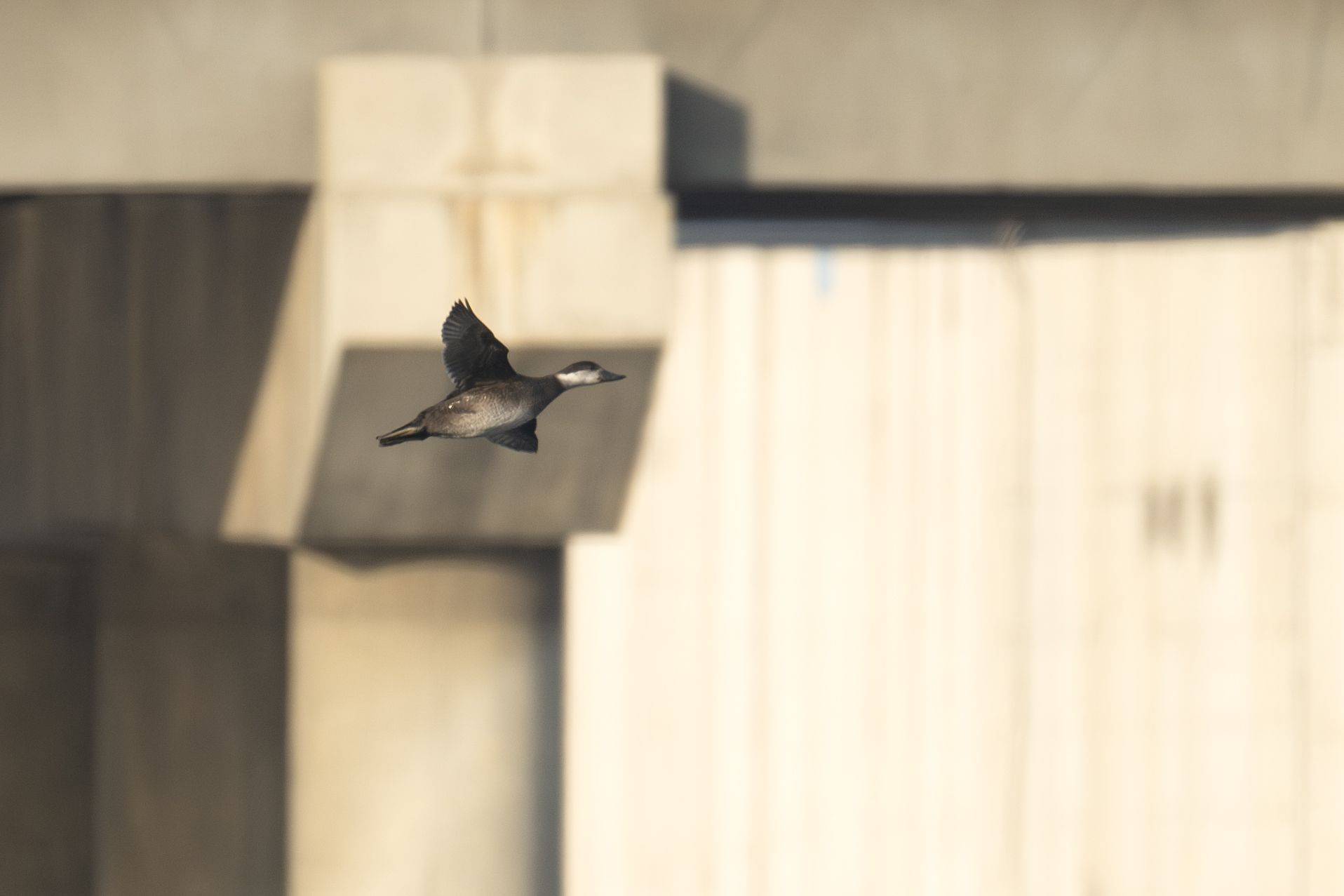 北京首次记录到!通州区水域发现黑海番鸭