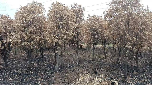群众近千棵桂花树被烧死,为何不立案?驻马店回应