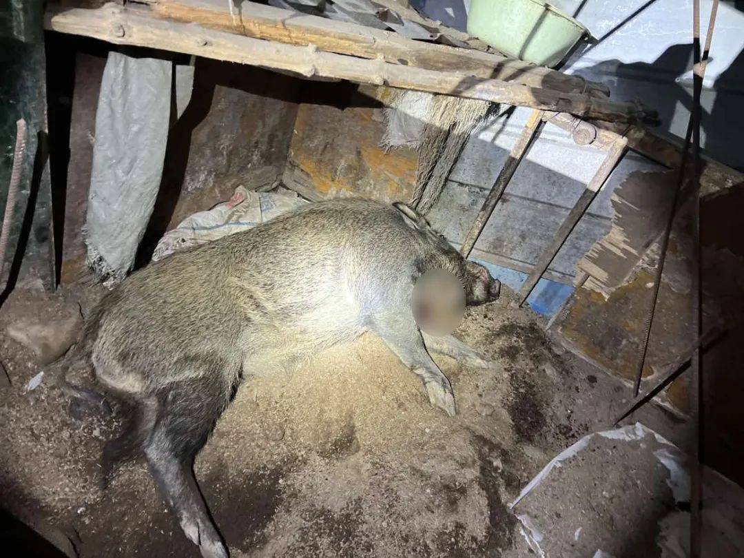 有极强攻击性!警方确认:当场击毙