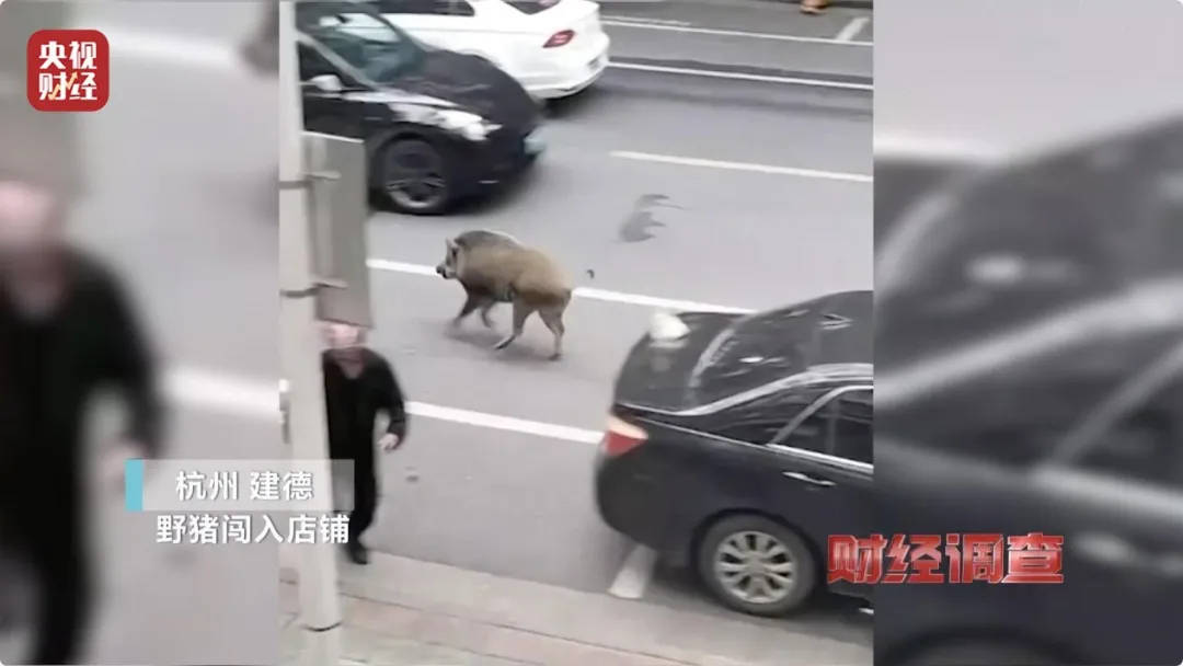 有极强攻击性!警方确认:当场击毙