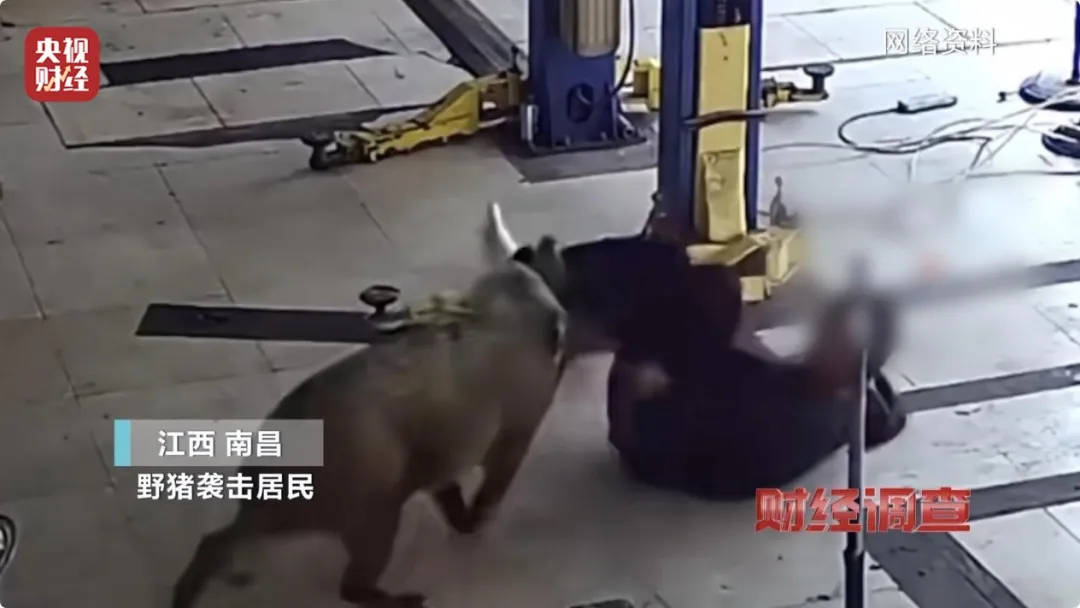 有极强攻击性!警方确认:当场击毙