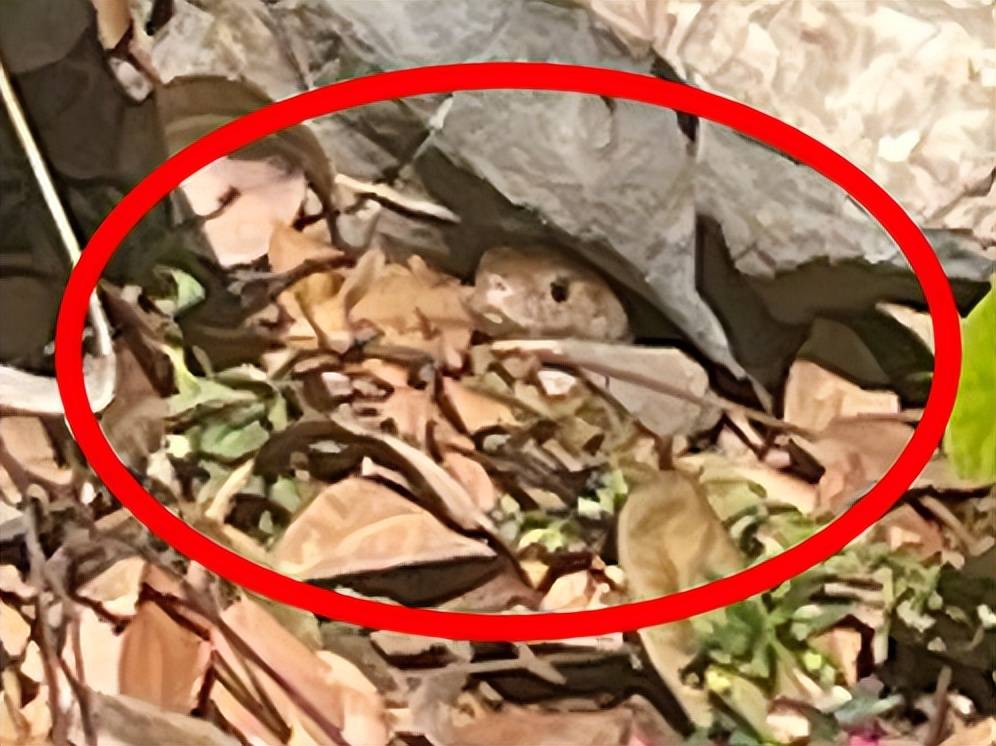 剧毒!广东一市民等红灯时,路边花基突然钻出一条眼镜王蛇