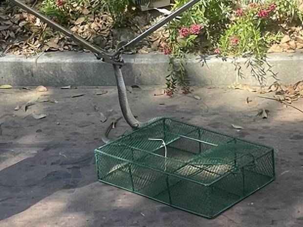 剧毒!广东一市民等红灯时,路边花基突然钻出一条眼镜王蛇