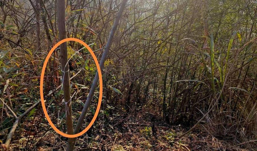 湖北黄石一教师遭捕兽电网电击身亡,家属:五年至少三人被电击过