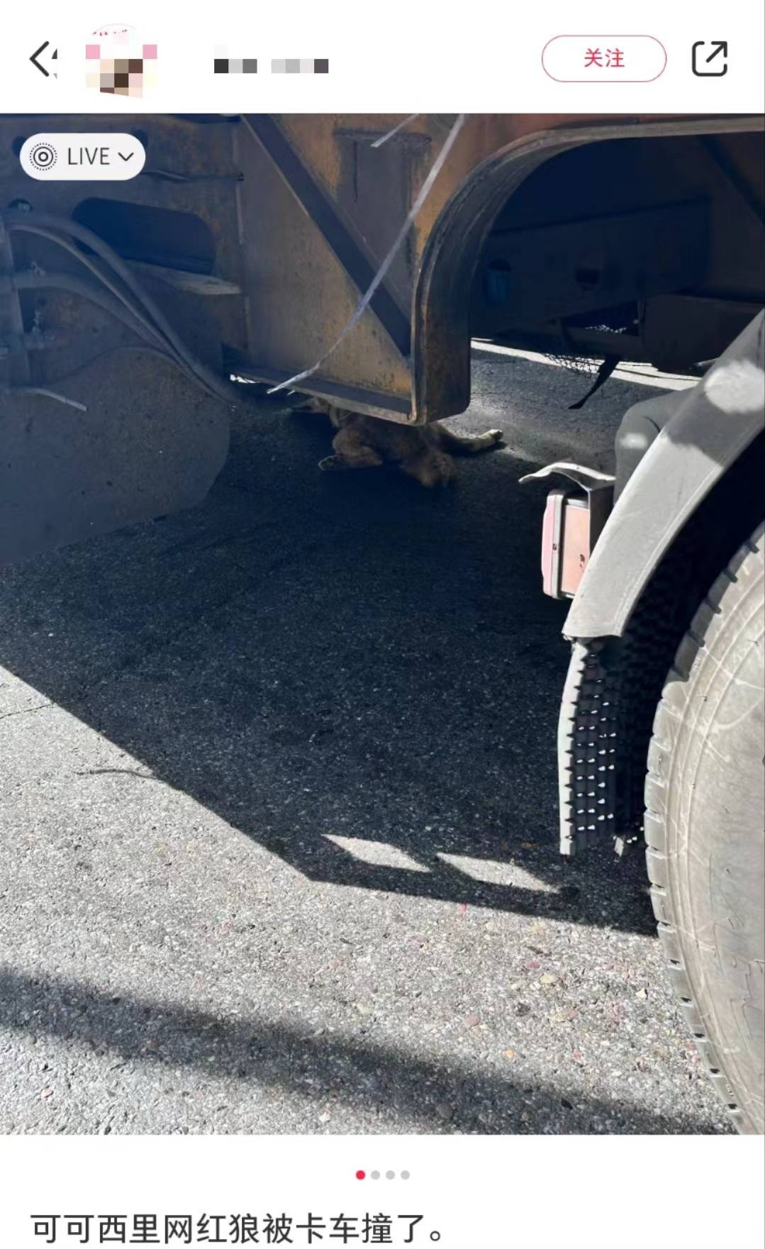 “可可西里网红狼”被大货车压死?三江源公园确认死了一只,但不确定是否为“初代目”