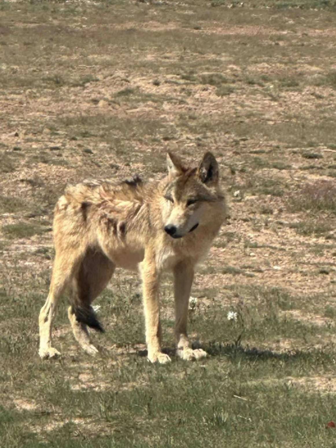 “可可西里网红狼”被大货车压死?三江源公园确认死了一只,但不确定是否为“初代目”