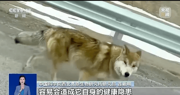 “可可西里网红狼”被大货车压死?三江源公园确认死了一只,但不确定是否为“初代目”