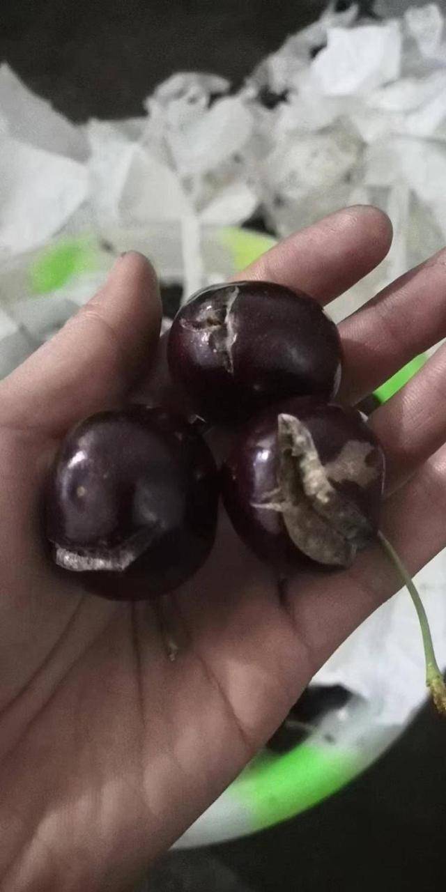 车厘子喂鸡惹争议 四川汉源果农回应:旧视频,喂鸡的是“次果”