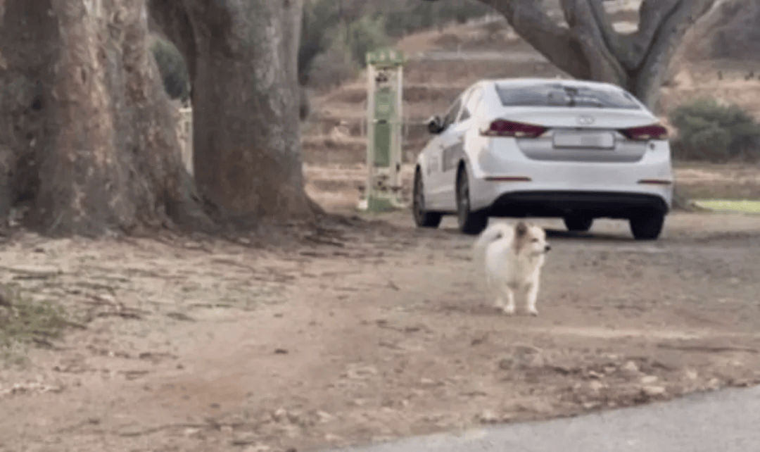 韩国空难机长最后动作曝光,“他可能一直紧握操纵杆坚持到了最后”!涉嫌职务过失致死,涉事航司高管被禁止出国!调查中飞机残骸再次起火