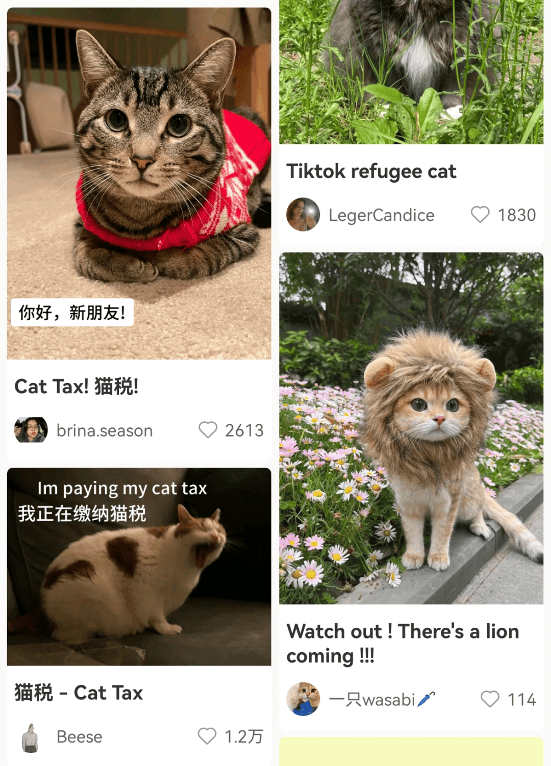 大量外国网友涌入小红书,网友喊话:别下载拼多多,等我邀请你