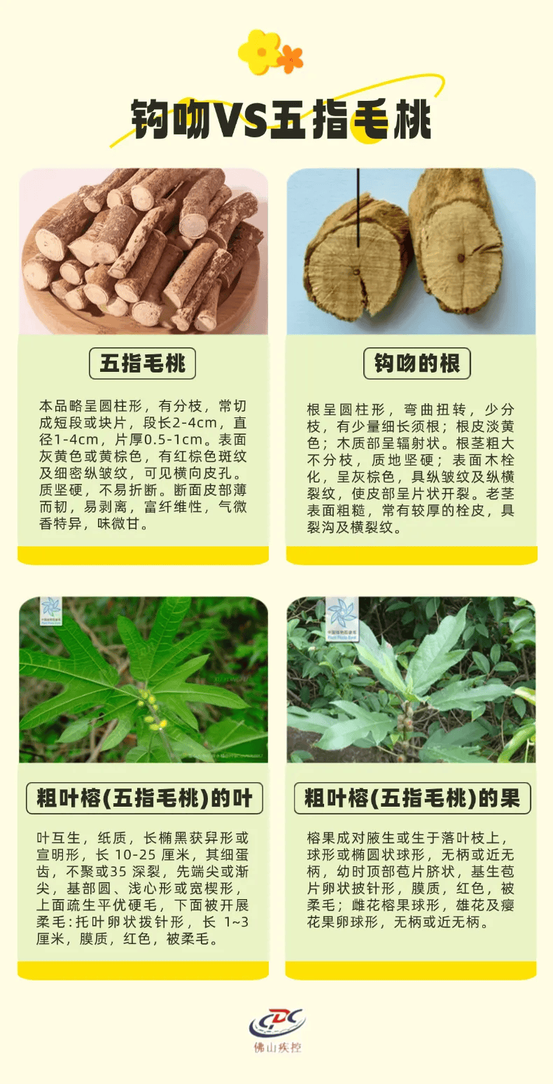 一锅汤放倒佛山一家6口 警惕:此物剧毒!