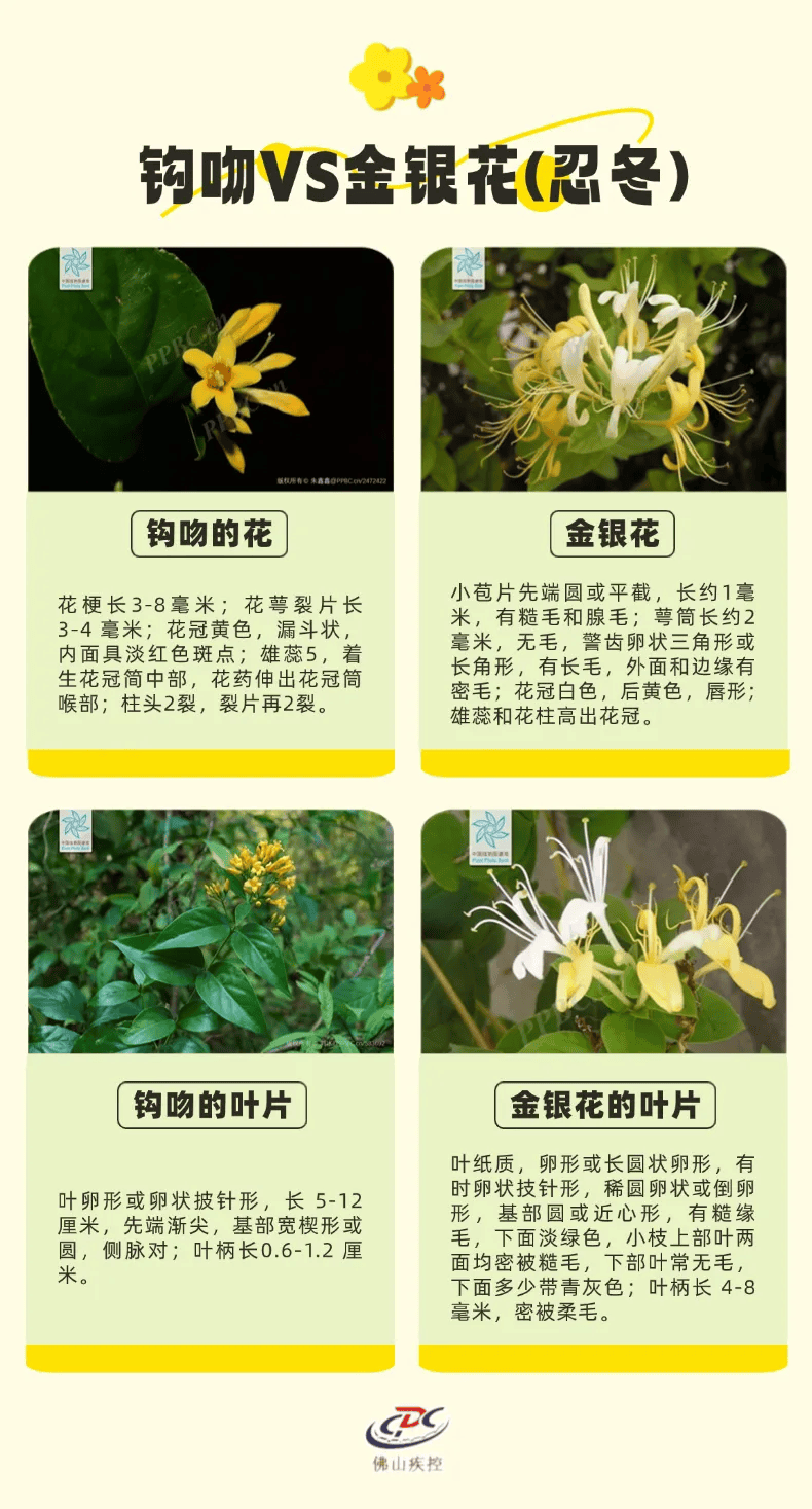 一锅汤放倒佛山一家6口 警惕:此物剧毒!