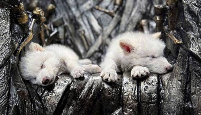 《权力的游戏》中的冰原狼被这家公司复活,马斯克发帖关注