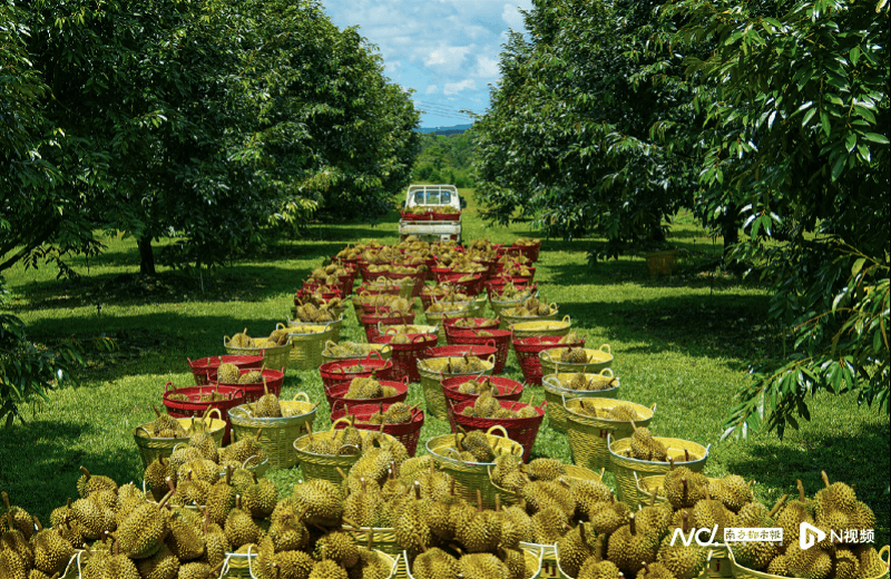 突发!“水果第一股”创始人,被采取强制措施