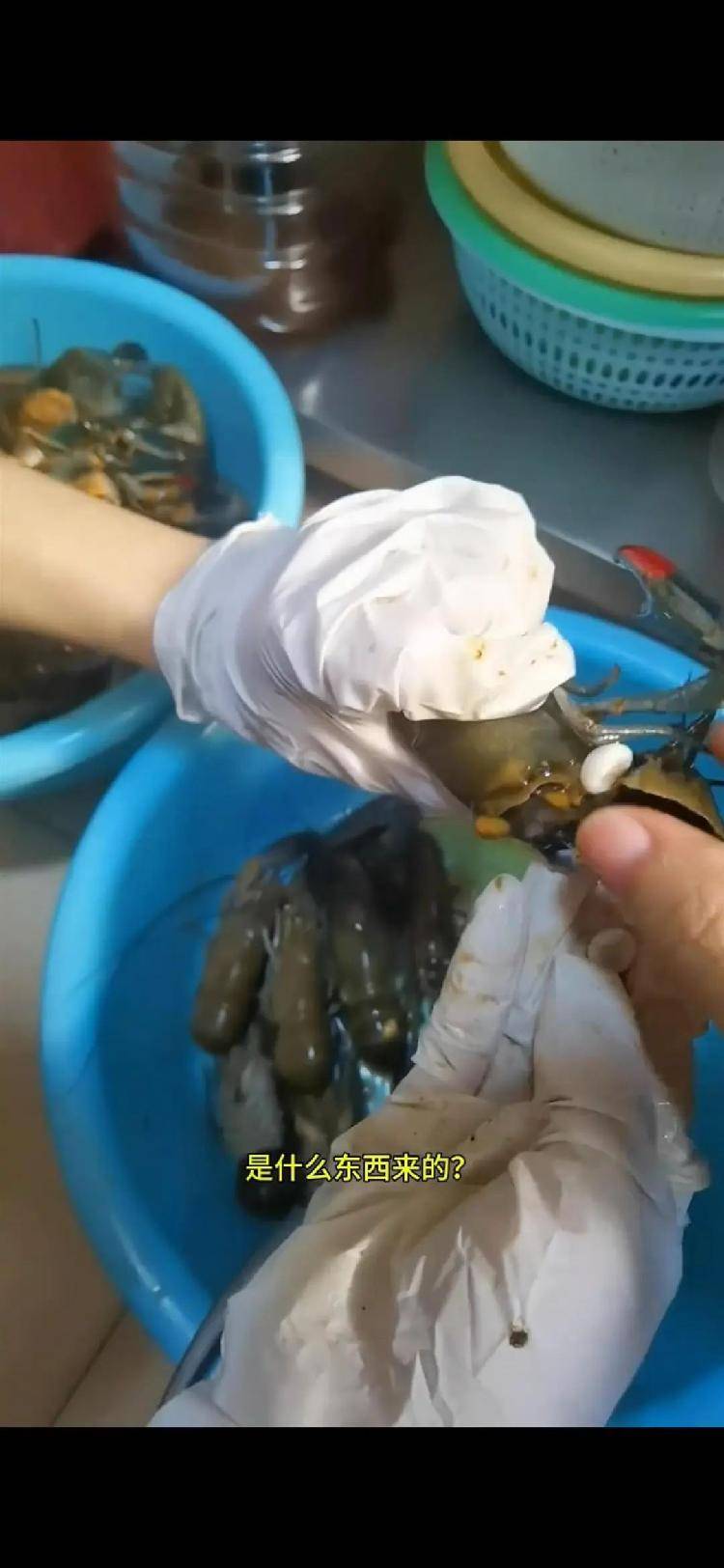 女子小龙虾里剥出多颗“龙珠”,专家解读其来历