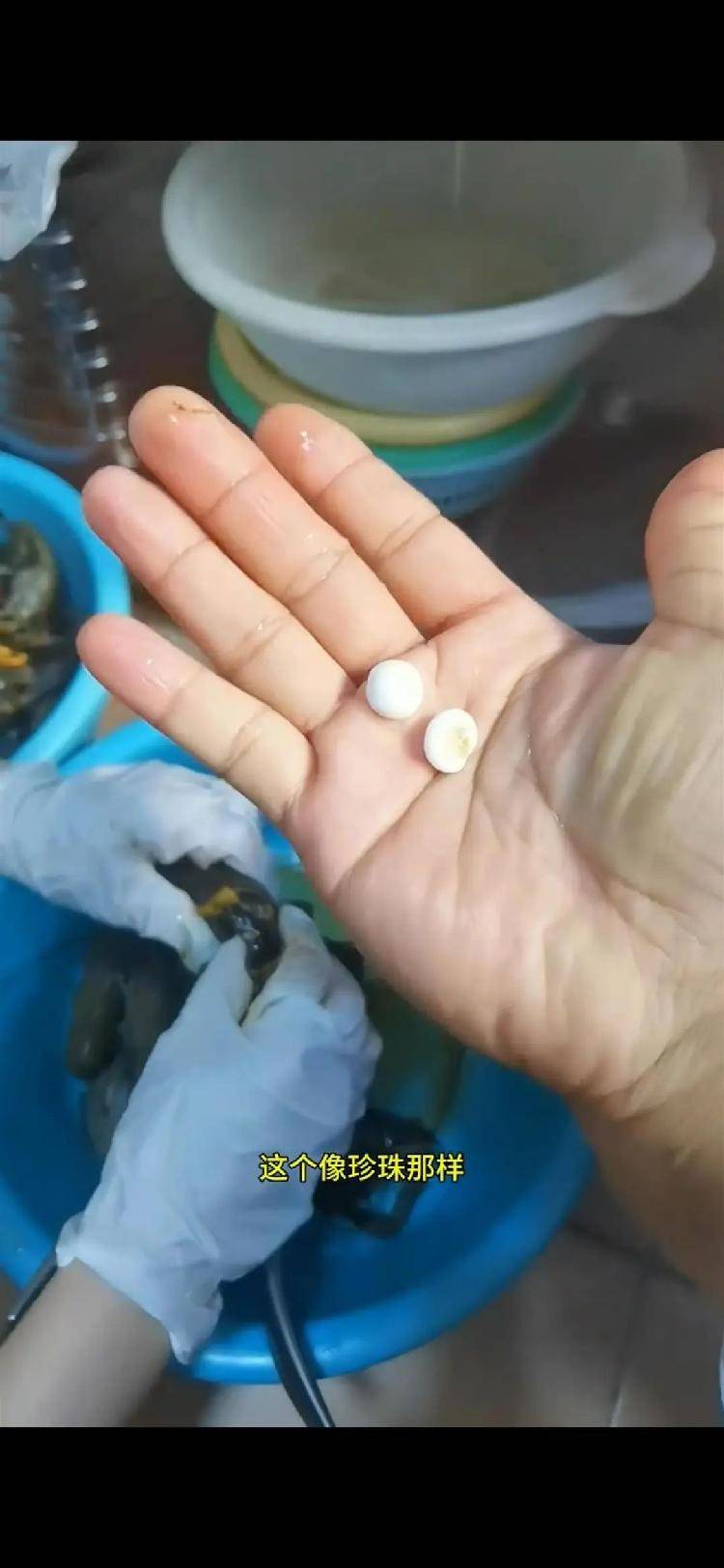 女子小龙虾里剥出多颗“龙珠”,专家解读其来历