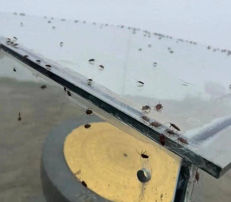 游客吐槽武功山臭屁虫“密密麻麻,臭气熏天”,景区:不咬人,建议穿长袖长裤