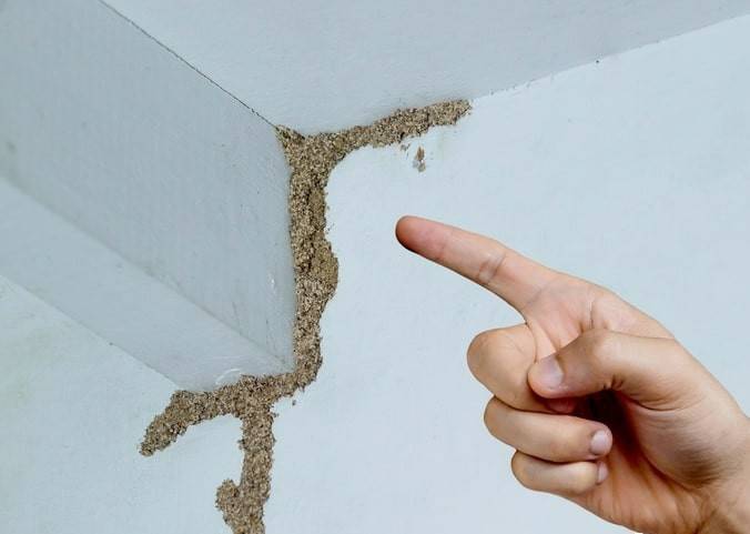 紧急提醒:瞬间爆发!上海市民崩溃:密密麻麻,蠕蠕爬行...“梧桐区”已开始战斗,白蚁或提前分飞