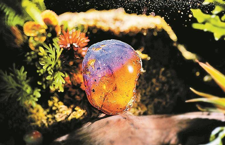 蝎子捕猎、马陆挣扎、蜥蜴虎视眈眈……琥珀重现亿万年前“生死时刻”