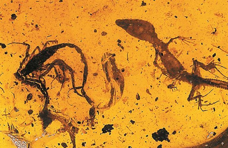 蝎子捕猎、马陆挣扎、蜥蜴虎视眈眈……琥珀重现亿万年前“生死时刻”