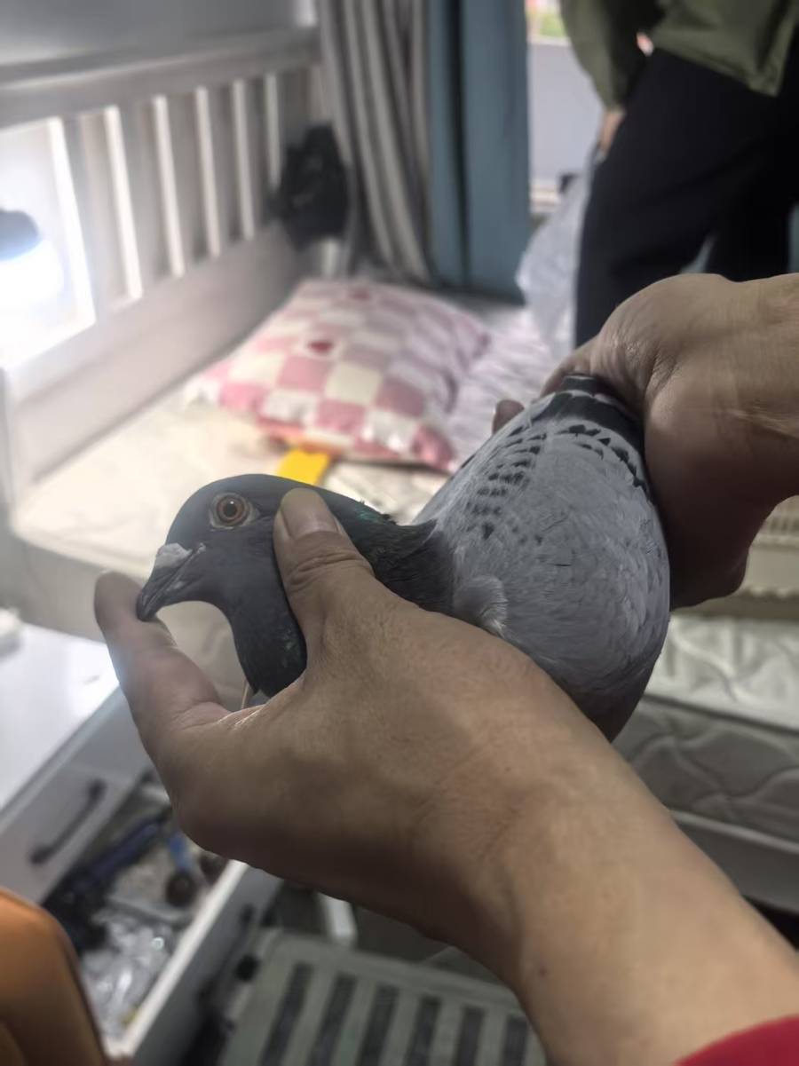 “身价”50万的信鸽“不翼而飞”！盗鸽贼竟是......