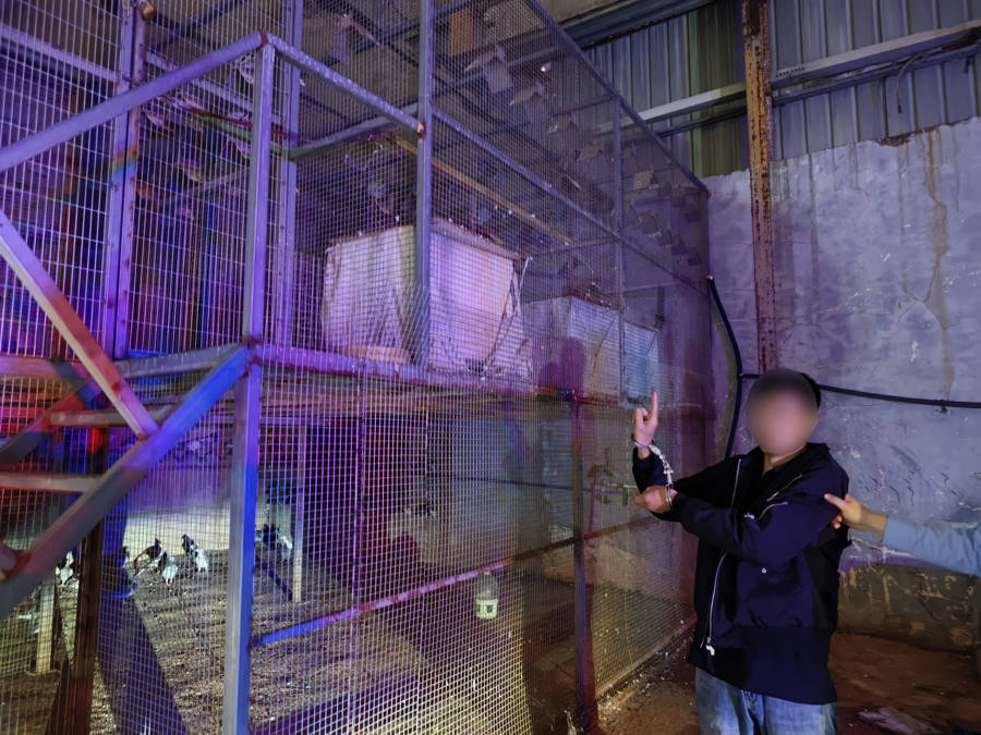 “身价”50万的信鸽“不翼而飞”!盗鸽贼竟是......