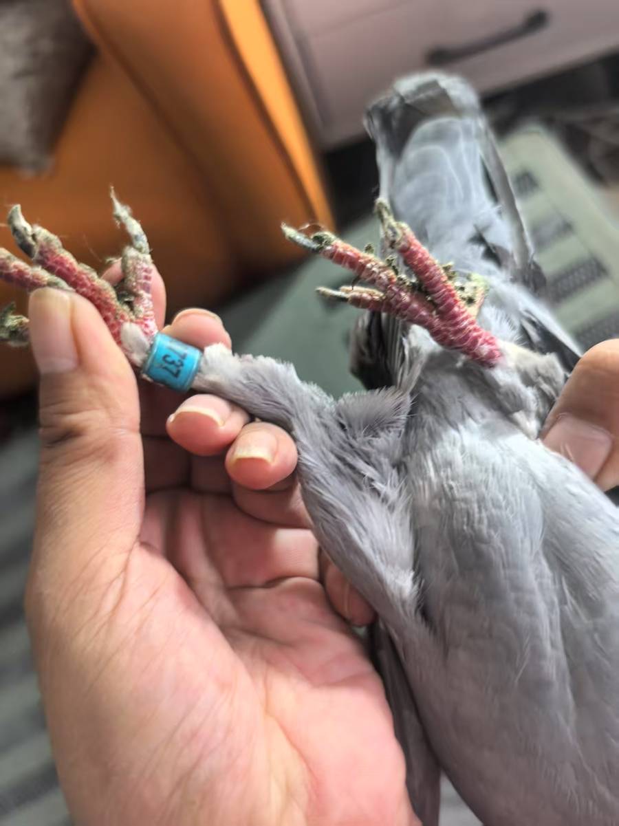 “身价”50万的信鸽“不翼而飞”!盗鸽贼竟是......