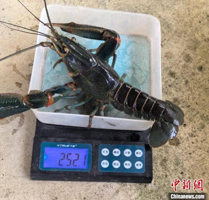 云南耿马稻田养出澳洲龙虾 消费市场迎新机遇