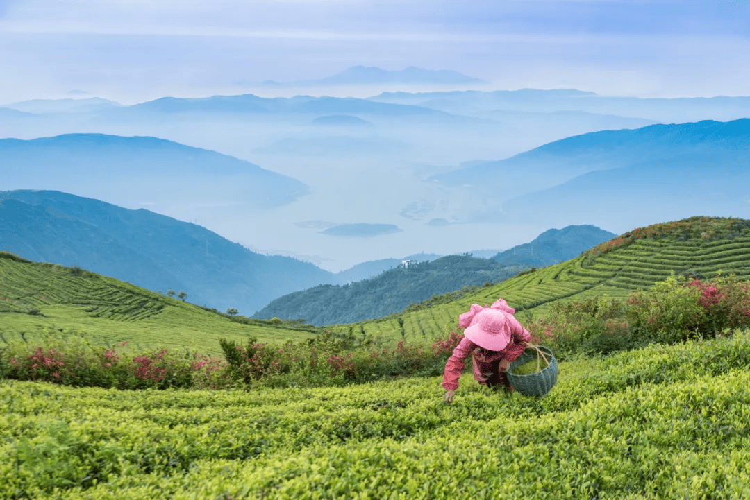 全球农业文化遗产上新,为何是它们?