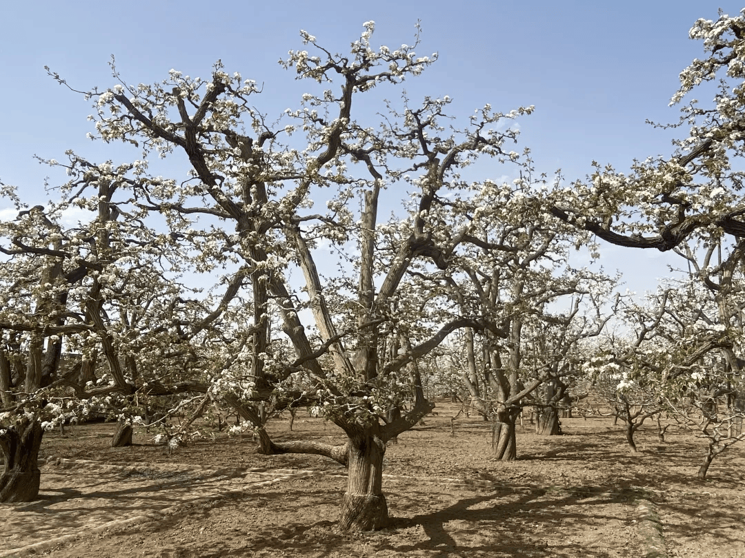 全球农业文化遗产上新,为何是它们?