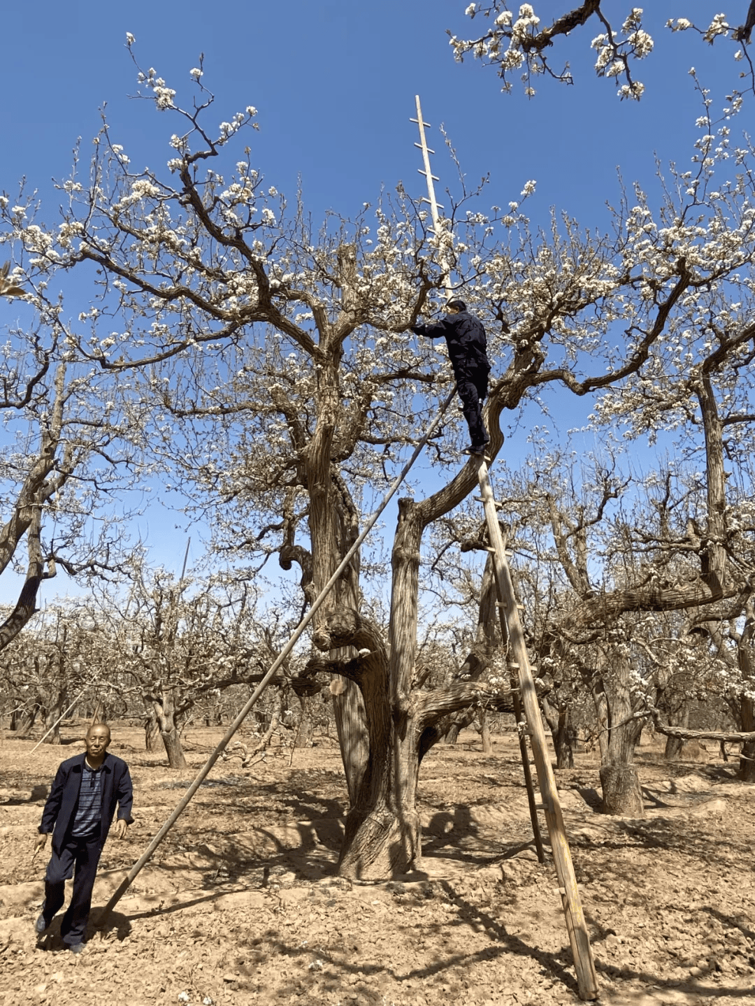 全球农业文化遗产上新,为何是它们?