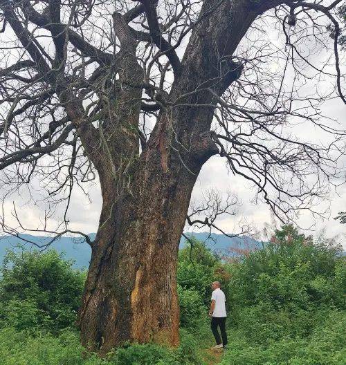 判了!四名男子钻孔灌注农药,毒死5棵百年古樟树