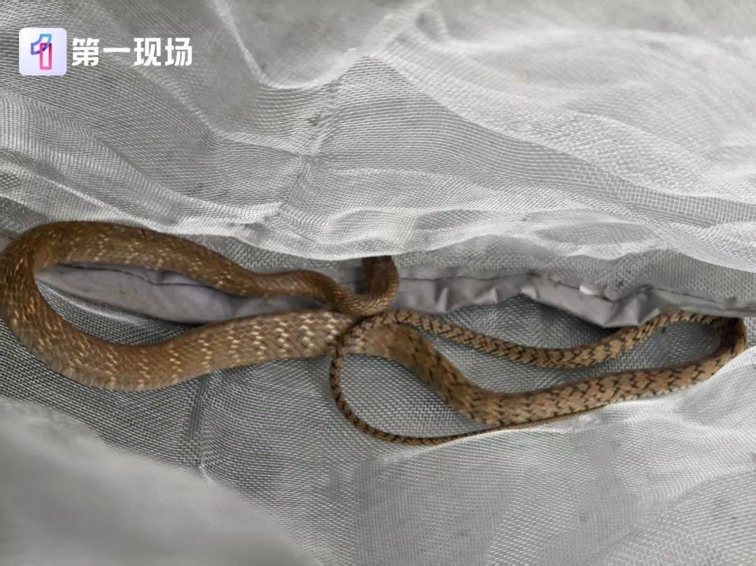 女子骑电单车出门,车里突然钻出1米多长蛇!高发期注意→