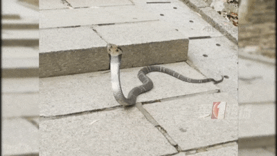 女子骑电单车出门,车里突然钻出1米多长蛇!高发期注意→