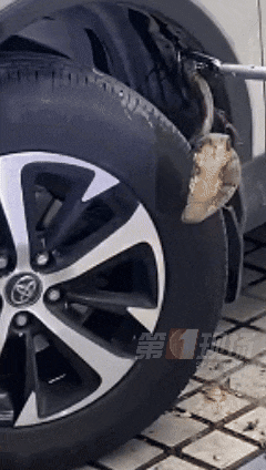 女子骑电单车出门,车里突然钻出1米多长蛇!高发期注意→