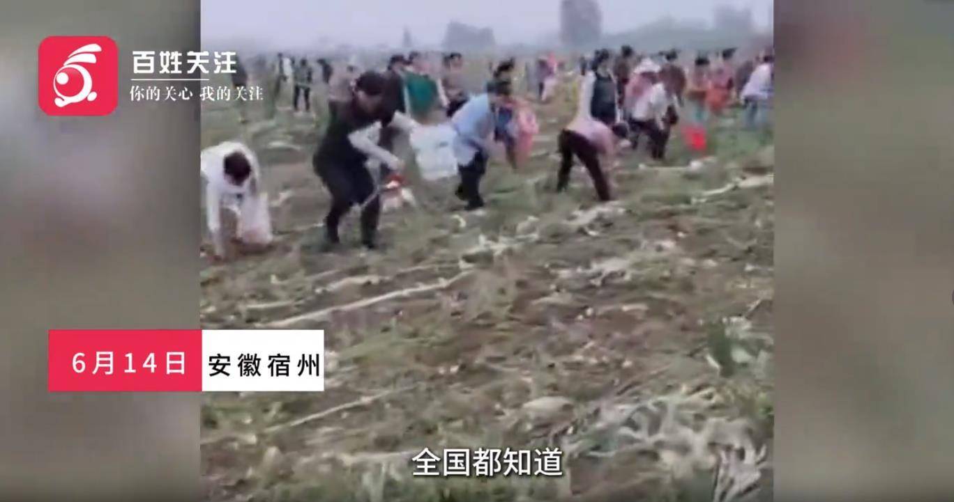 安徽一地数百名村民哄抢未收土豆连续四天,事情为何会失控?