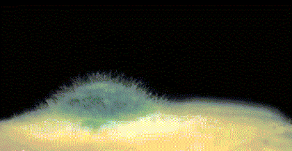 “真的绝望”!最近,很多深圳人家中被悄悄入侵!速自查这些地方……