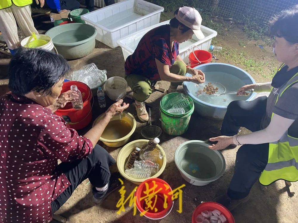 济南这片树林,一晚捉了20000只金蝉