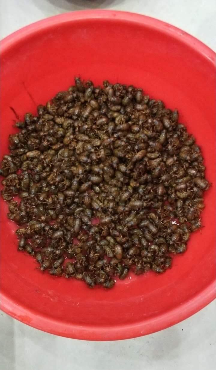 夏夜在公园里抓“季鸟猴”,违规吗?